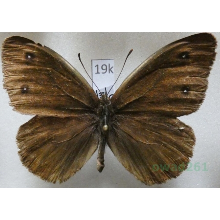 Satyrus ferula petrina (Silbernagel, Thurner 1964) male Greece19k